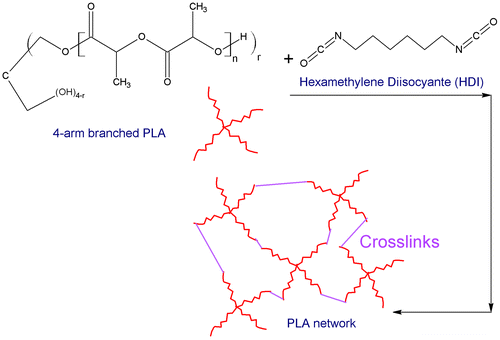 Figure 10. Schematic representation of PLA cross-linking reaction and network formation.