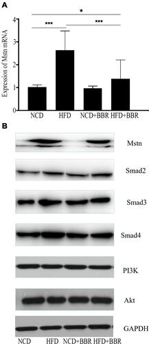 Figure 5 The changes of expression of Mstn mRNA among NCD, HFD, NCD+BBR, and FHD+BBR groups (A). The Western blot results of Mstn, Smad pathway, and PI3K/Akt pathway NCD, HFD, NCD+BBR, and FHD+BBR groups (B). *P<0.05; ***P<0.001.