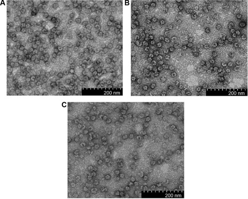 Figure 4 Transmission electron microscopic analysis of fusion proteins.Notes: (A) NvC-M2ex1, (B) NvC-M2ex3, and (C) NvC-M2ex5 were negatively stained with uranyl acetate and the micrographs were taken under 100,000× magnification. Spherical VLPs of approximately 30 nm in diameter were observed for all the three fusion proteins.Abbreviations: NvC-M2ex1, Macrobrachium rosenbergii nodavirus capsid protein displaying one copy of influenza A matrix 2 ectodomain; NvC-M2ex3, Macrobrachium rosenbergii nodavirus capsid protein displaying three copies of influenza A matrix 2 ectodomain; NvC-M2ex5, Macrobrachium rosenbergii nodavirus capsid protein displaying five copies of influenza A matrix 2 ectodomain; VLPs, virus-like particles.