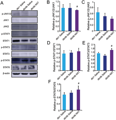 Figure 5. NXT regulated the JAK/STAT signalling pathway. (A–D) Western blot of p-JAK1/2, JAK1, JAK2, p-STAT1, STAT1, p-STAT3, STAT3, p-STAT6 and STAT6 and quantitative analysis of p-JAK1/2/JAK1, p-JAK1/2/JAK2, p-STAT1/STAT1, p-STAT3/STAT3 and p-STAT6/STAT6 in the wounds at day 3 post-injury. Results were presented as mean ± SD. #p < 0.05 vs. db/db mice treated with saline, n = 3.