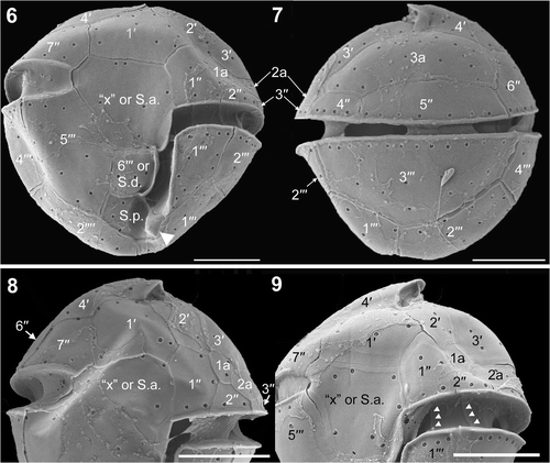 Figs 6–9. Herdmania litoralis, SEM. 6. Ventral view showing a spine-like posterior ventral list (arrowhead). 7. Dorsal view. 8. Ventral view of epitheca. 9. Ventral view of epitheca, showing the plate boundaries of the cingulum (arrowheads). Labels: 1′ to 4′, apical plates; 1′′ to 7′′, precingular plates; 1a to 3a, anterior intercalary plates; 1′′′ to 6′′′, postcingular plates; ‘x’, the ‘x’ plate; S.a., the anterior sulcal plate; S.d., the right sulcal plate; S.p., the posterior sulcal plate. Scale bars: 5 µm.