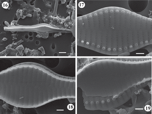 Figs 16–19. SEM images of Fragilaria heidenii Østrup from raw material collected by Østrup in Frederiksværk (Denmark) (C, Østrup Collection, Raw material 384.I Rant. 4244). Fig. 16. Side view of two large contiguous valves. Fig. 17. Outer view of mid-region of valve showing lanceolate axial area, areolae varying from elliptical to round, location of spines and raised interstriae. Fig. 18. Inner view of mid-region of valve showing vola occlusion in areolae. Notice raised interstriae. Fig. 19. Middle part of two broken neighbouring frustules. Notice internal vola occlusion of areolae and striae extending onto the valve mantle. Scale = 4 µm (Fig. 16), 1 µm (Figs 17–19).
