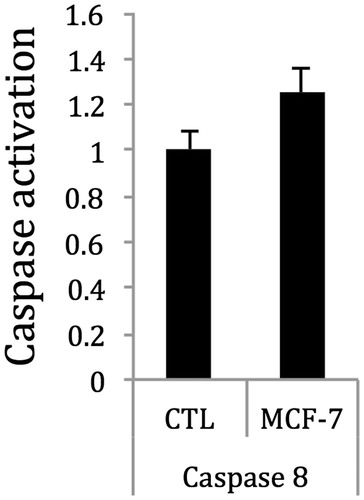 Figure 6. Treatment of MCF-7 cells with 2 at the IC50 concentration weakly enhanced the activity of caspase 8 after 2 h, as compared with control. Thus, 2 may induce apoptosis in MCF-7 breast cancer cells through the activation of caspase 8. Control cells were treated with vehicle solvent only.