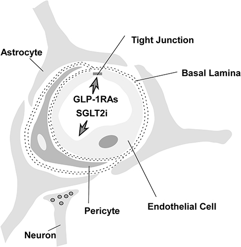 Figure 1 Structure of the BBB: capillary endothelial cell, tight junction, basal lamina, astrocyte, pericyte, interneuron.