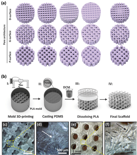 Figure 2. (a) schematic representation of the scaffold designs with different TPMS geometries with uniform and radially graded porosity. (b) fabrication process for the internally architected porous PDMS scaffolds. (c,d) optical images of a D-surface structure. (e,f) optical images of a G-surface structure (Montazerian et al. Citation2019). Reprinted with permission from (Montazerian et al. Citation2019); copyright 2019 Elsevier.