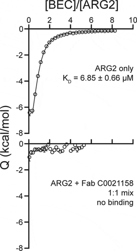 Figure 10. Isothermal titration calorimetry of the ARG2 small-molecule inhibitor S-(2-boronoethyl)-L-cysteine hydrochloride (BEC) with free ARG2 or ARG2-C0021158 Fab complex. Upper panel: Free ARG2. BEC (0.75 mM) was titrated to a solution containing 20 µM of human ARG2 (monomer concentration). Data was fitted to a one-to-one binding model using a 68.3% confidence interval as error. Lower panel: ARG2 bound with C0021158 Fab in a 1:1 mix. BEC at a concentration of 0.50 mM was titrated into a solution containing 20 µM of human ARG2 (monomer concentration) and 20 µM of C0021158 Fab.