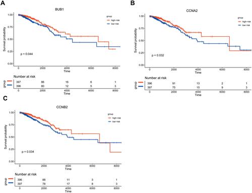 Figure 10 Kaplan–Meier survival analysis. Figure shows the overall survival analysis for BUB1 (A), CCNA2 (B), CCNB2 (C).