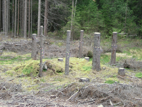 Figure 5. Kulturstubbar on a croft site. Photo: Eva Svensson.