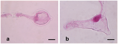 Figure 7. (Color online) Pollen tube abnormalities of Fritillaria stribrnyi. (a) Swollen pollen tube tip; (b) branched pollen tube tips. Scale bars = 20 μm.