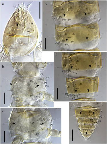 Figure 3. Acerentulus panamensis sp. nov. (interference contrast microscope) (a) head, dorsal view; (b) pro- and mesonotum; (c) metanotum; (d) tergites IV‒V; (e) tergites VI‒VII; (f) tergites VIII‒XII. Arrows indicate pores. Scale bars 50 µm. Figures (b‒f): holotype. Figure (a): paratype. Abbreviations of setae names: A = anterior, a = accessory, l = lateral, M = median, P = posterior, sd = subdorsal. Abbreviations of pore names: am = anteromedial, fp = frontal pore, psm = posterosubmedial, sl = sublateral.