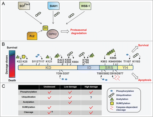 Figure 4. The HIPK2 modification code is generated by the integration of different signaling cues and different doses of signaling stimuli. (A) Under normal growth conditions, HIPK2 is maintained at a low level by E3 ubiquitin ligase-mediated proteasomal degradation and a basal level of SUMOylation. (B) HIPK2 is modified differentially depending on the level of DNA damage. Differential modifications of HIPK2 determine the cell fates of survival or death. The HIPK2 modification code shifts dynamically with changes in the cellular environment. Blue circles, yellow rectangles, green triangles, and irregular chains of circles indicate phosphorylation, SUMOylation, acetylation and polyubiquitination of HIPK2, respectively. (C) Summary of the combinatorial modification pattern of HIPK2 for different levels of DNA damage: unstressed, repairable (low level of damage), and apoptotic conditions (high level of damage). The asterisk indicates HIPK2 cleavage that occurs during myogenic differentiation but not under normal culture conditions.