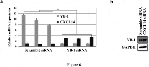 Figure 6. CXCL14 expression is inversely correlated with YB-1. (a) YB-1 and CXCL14 mRNA expression levels were examined by qRT-PCR after knockdown of YB-1. (b) Western blot analysis was performed to assess the expression of YB-1 after knockdown of CXCL14 in LNCap cells; GAPDH served as the internal control. A representative image of at least three independent experiments with similar results is shown. Each value represents the mean ± SD (bars) of three independent experiments: *P < 0.05