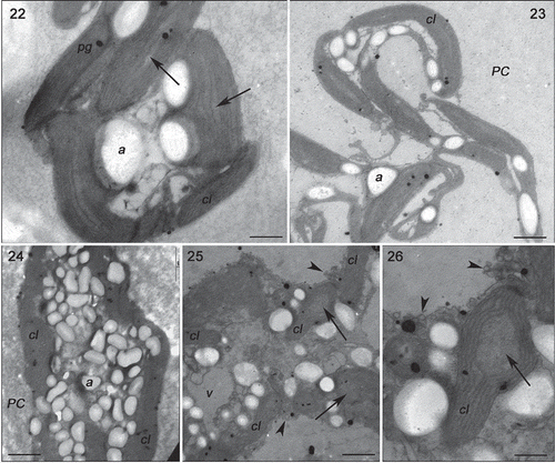 Figs 22–26. Transmission electron microscopy of the GRCE strain of Gracilaria birdiae. Figs 22–23. Individuals exposed to PAR (control). Fig. 22. Cortical cell: chloroplasts with genophore (arrows). Fig. 23. Medullary cells: chloroplasts with starch grains adjacent to the cell wall. Figs 24–26. Individuals exposed to PAR+UV-B (0.08 W m–2) during 28 days (3 h a day). Fig. 24. Cortical cell: Starch grains scattered on the cytoplasm. Fig. 25. Medullary cell: with irregular contours showing vesicle formation (arrowhead), organelle disorganization and separation of thylakoids in chloroplasts (arrows). Fig. 26. Chloroplast with separated thylakoids (arrow) and cell wall producing vesicles (arrowheads). Chloroplast (cl), cell wall (PC), plastoglobuli (pg), starch grains (a) and vacuole (v). Scale bars = 2 µm (Figs 22–25); 0.5 µm (Fig. 26).