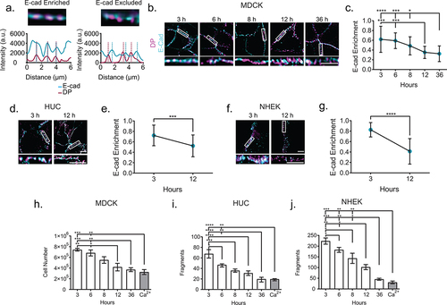 Figure 3. E-cadherin is excluded from the mature junction and adhesive function is increased. (a) Example of E-cadherin enrichment analysis. Line scans through at least three desmosomes (indicated by desmoplakin) are performed. If an E-cadherin intensity peak overlaps a desmoplakin intensity peak, as in the first panel, it is considered enrichment, while if a desmoplakin intensity peak does not overlap with a corresponding E-cadherin intensity peak, as in the second panel, it is considered excluded. (b) Representitive images of MDCK cells labeled for desmoplakin (magenta) and E-cadherin (cyan). (c) Quantification of E-cadherin enrichment (3 h n = 21, 6 h n = 21, 8 h n = 21, 12 h n = 21, and 36 h n = 21). (d) Representative images of HUCs and (e) quantification of E-cadherin enrichment (3 h n = 30 and 12 h n = 30). (f) Representative images of NHEKs (g) and quantification of E-cadherin enrichment (3 h n = 15 and 12 h n = 38) (b-g, experiments performed in triplicate.) (h-j) Quantification of dispase fragmentation assay at different time points after Ca2+ switch (mean ± sem) in (h) MDCK, (i) HUC, or (j) NHEK cells. (h) Single MDCK cells were counted using a hemocytometer and (i and j) HUC and NHEK fragments were counted manually under a dissecting microscope. n = 5 wells/timepoint, experiment performed in triplicate. Scale bar = 5 μm. * P ≤ .05, ** P ≤ .01, *** P ≤ .001, and **** P ≤.0001 by ANOVA with post hoc Tukey’s test.