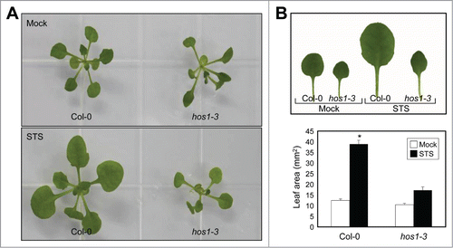 Figure 1. The reduced leaf expansion of hos1-3 is insensitive to STS. The effects of 10 μM STS on leaf expansion were examined using Arabidopsis wild-type (Columbia-0; Col-0) and hos1-3 seedlings. Biological triplicates were averaged and statistically analyzed by Student's t-test (*P < 0.05). Bars indicate standard error of the mean.