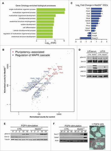 Figure 4 (See previous page). Genome-wide analysis of gene expression in LIF/2i Mad2l2−/− ESCs. (A) Identification of differentially expressed genes via R-package goseq from RNA-Seq experiments. The top 10 of 308 significantly enriched GO terms for the differentially expressed genes in Mad2l2−/− and CTRL ESCs are selected. Intriguingly, MAPK cascade gene ontology (GO) terms ′′regulation of MAPK cascade,′′ ′′positive regulation of MAPK cascade,′′ ′′regulation of fibroblast growth factor receptor signaling pathway,′′ and ′′fibroblast growth factor receptor signaling pathway′′ were also enriched (see Table S6). Normalization of counts and testing for differential expression were calculated via R-package DESeq. (B) Scatter plot of pluripotency-associated (in red) and differentially expressed MAPK transcripts (in blue). Normalized counts as CPM (counts per million mapped reads) were calculated via DESeq. Some genes associated to ′′regulation of MAPK cascade′′ are depicted. Pluripotency-associated genes are not differentially expressed except for Zfp42 (Rex1). (C) RT-qPCR analysis of gene expression for selected MAPK transcripts confirmed differential expressions seen by RNA sequencing. Note that positive components of the MAPK pathway are increased, whereas negative regulators such as the 3 dual specificity phosphatases are decreased in Mad2l2−/− ESCs. (D) Western blot analysis showed increased phosphorylation of Erk1/2 (pErk1/2) and JNK (pJNK1/2) proteins in LIF/serum Mad2l2−/− ESCs. The image is a representative of at 3 independent biological replicates of knockout line. (E) Western blot analysis of pErk1/2 levels upon short-term exposure of ESCs to FGF4 (3 ng/ml).Citation21 Note the earlier and stronger elevation of pErk1/2 in Mad2l2−/− samples upon stimulation by FGF4. (F) Left: western blotting for Sox17 and Gata4 primitive endoderm markers upon a continued exposure of ESCs to FGF4. In Mad2l2−/− ESCs, these markers were prominently upregulated already on day 3, while CTRL ESCs were refractory to differentiation even after 5 d. Right: a representative overlay (phase contrast and Oct4-GFP expression) of CTRL and Mad2l2−/− ESCs after 3 d of stimulation by FGF4 showed re-appearance of epithelial-like Oct4-GFP negative differentiating cells in knockout culture. (E and F), are the representative images of at least 3 independent biological replicates of FGF4 treatment of the Mad2l2 knockout line.