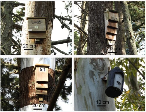 Figure 1. Examples of typical bat boxes installed in green spaces of Hamilton City. Top row: Older (10 + years) single chamber (left) and triple chamber (right) Kent style boxes installed by Project Echo. Bottom row: A newer (2 + years) double chamber Kent box (left) and a Schwegler style box (right) installed by Hamilton City Council. Schwegler boxes were not included in the study due to the low number of boxes and difficulties with visually determining occupation by bats.