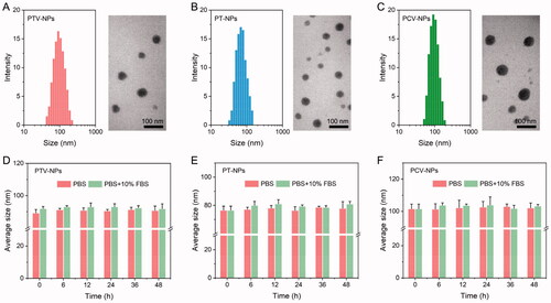 Figure 2. Characterization of NPs. DLS results and TEM images of PTV-NPs (A), PT-NPs (B), and PCV-NPs (C). Size changes of PTV-NPs (D), PT-NPs (E), and PCV-NPs (F) in PBS (pH 7.4) without or with 10% FBS at different incubation times. Data showed as mean ± SD (n = 3).