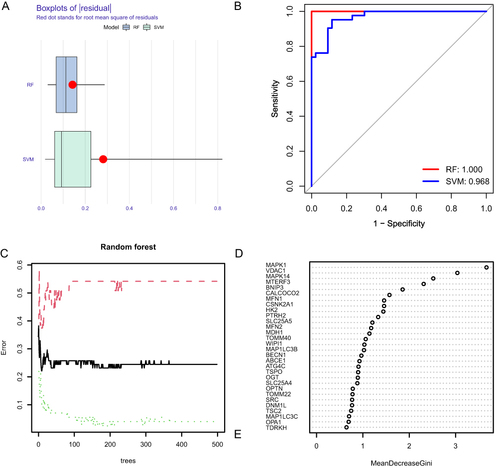 Figure 9 Comparison of model construction methods and DEG screening. (A) Histogram of RF (Random Forests) with SVM (Support Vector Machines) residuals, where green represents SVM and blue represents RF, with RF showing smaller residuals. (B) ROC curves and AUC of RF and SVM, where red represents RF and blue represents SVM. The AUC of RF and SVM are 1.00 and 0.968, respectively. (C) A random forest tree where green represents the training set, red represents the test set, and black represents all sample datasets. (D) The GINI index of DEMRGs, where the ordinate shows the gene name, and the abscissa shows the corresponding GINI index.