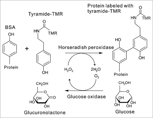 Figure 2. Scheme of ultrasensitive detection of sugars by FCS.The concentrations of H2O2 correspond to those of the proteins labeled with tyramide-tetramethyl rhodamine (TMR). H2O2 is produced by the reaction between glucose and glucose oxidase, and thus we can determine the concentrations of H2O2 and deduce the concentrations of glucose by FCS.