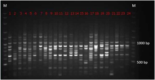Figure 5. Electropherogram of DNA amplification band using OPD-02 primer. Note: M: marker; bp: base pair; 1–24: Tristaniopsis sample.