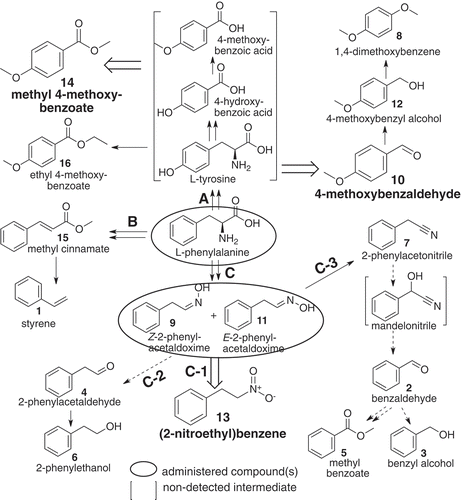 Figure 4. A proposed pathway of (2-nitroethyl)benzene and other related benzenoids detected in loquat flower scents, derived from L-phenylalanine by way of Z- and E-2-phenylacetaldoxime. Compounds in blanket were not detected in the present methods. Broad open arrows indicate reactions to major components. Solid line: reaction pathway(s) reported or conceivable, doted line: suggestive pathway, including non-enzymic step(s) partly.