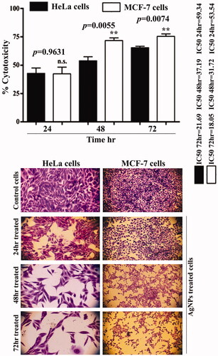 Figure 4. Silver nanoparticles inhibit the proliferation of MCF-7 and HeLa cells. Data are represented as mean ± SEM of three independent experiments. Asterisks indicate statistical different between HeLa and MCF-7 cells. **p≤.01.