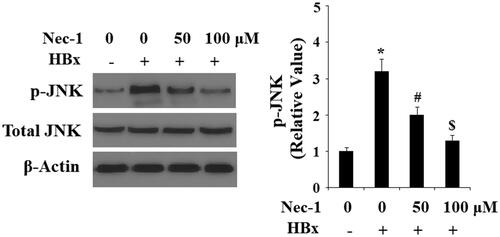 Figure 6. The RIP1 inhibitor necrostatin-1 (Nec-1) inhibited HBx-induced phosphorylation of JNK. LO2 normal hepatocytes were transfected with HBx-encoding plasmid. Twenty-four hour later, cells were treated with Nec-1 at the concentration of 50 and 100 μM for another 2 h. Phosphorylated and total levels of JNK were determined by western blot analysis(*, #, $, p < .01 versus the previous column group).