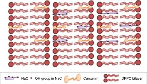 Figure 7 Schematic images of curcumin embedded in DPPC liposomes without bile salt (left image); in the presence of Na cholate (center image); and in the presence of Na deoxycholate (right image).Citation52Abbreviation: DPPC, dipalmityl phosphatidyl choline.