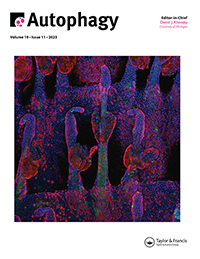 Cover image for Autophagy, Volume 19, Issue 11, 2023