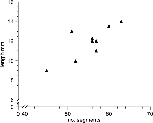 Figure 4.  Length–segment relationships in Paranaitis katoi sp. nov. from the Swedish west coast. Measurements are based on entire, non-regenerating specimens that were measured live, relaxed.