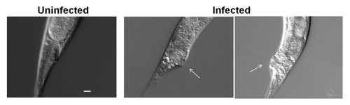 Figure 1.C. albicans induces deformed anal region (Dar) in wild-type worms. Worms were exposed to E. coli as control (uninfected) and C. albicans (shown are two examples of infected worms) and pictures were taken on Day 4 (arrow indicates the Dar region). Scale = 20 µm.