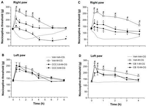 Figure 7 Modulation of morphine-induced hypoalgesia after carrageenan by colchicine or cytochalasin B. In (A), morphine (M) 2 mg/kg administered systemically 30 minutes before carrageenan (CG) was clearly analgesic, changing the hyperalgesia after carrageenan to hypoalgesia. Pretreatment with two doses of intraplantar colchicine (CCC) 0.8 μg or 8 μg administered at 60 minutes before carrageenan decreased the hypoalgesia but retained the antihyperalgesic effects of morphine. In (B), data from the left paw (without carrageenan) show that hypoalgesia after morphine was not changed by colchicine. Data are shown as the mean ± standard error of the mean for five rats in each treatment group. Similarly, in (C and D), intraplantar cytochalasin B (CB) 1 μg or 10 μg administered 60 minutes before carrageenan partly reversed morphine-induced analgesia to antihyperalgesia in the inflamed right paw, without modifying the effects of morphine in the left noninflamed paw. Data are shown as the mean ± standard error of the mean for five rats in each treatment group.