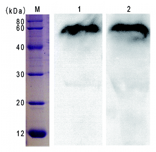 Figure 3. Western blotting analysis of expressed chimeric protein. Lane M, low molecular weight protein marker. Lane 1, purified RTB-ATB recognized by the rabbit pAb against native RT. Lane 2, purified RTB-ATB recognized by the rabbit pAb against native AT.