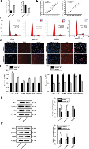 Figure 6. MiR-148a-3p promotes proliferation of porcine intramuscular preadipocytes. (a) Relative expression of miR-148a-3p in porcine intramuscular preadipocyte transfected with miR-148a-3p mimic, mimic NC, inhibitor, and inhibitor NC. (b) Cell proliferation was detected using cell counting kit 8 (CCK-8) assay. (c) Porcine intramuscular preadipocytes were transfected with miR-148a-3p mimic, mimic NC, inhibitor, inhibitor NC, and cell phases were analysed using flow cytometry. (d) 5-ethynyl-2’-deoxyuridine (EdU) was used to determine the cell proliferation. (e) The mRNA expression of proliferation marker genes (CDK2, CDK3, CDK4, cyclinB, cyclinG1, cyclinD1) were detected using qRT-PCR. (f–g) The protein level of cyclinD1, CDK4, and PCNA were detected by western blotting. Data are shown as means ± SEM. *P< 0.05, **P< 0.01.