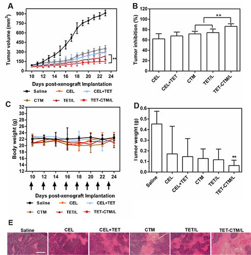 Figure 5 Antitumor efficacy in vivo (A) Changes in tumor volume of nude mice treated with different treatments. **p < 0.01. (B) Tumor inhibition rate of nude mice treated with different treatments at day 24 post-xenograft implantation. **p < 0.01. (C) Alterations in body weight of nude mice during the treatment. (D) Tumor weight of nude mice treated with various treatments at the end of the observed period. **p < 0.01 vs celastrol. Data are represented as mean ± SD. (E) HE-stained images of the tumor slides of nude mice after treatment. The bar is 100 μm.