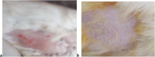 Figure 7. a = Capsicum induced allergic skin area of Rabbit and b = CPM niosomal gel treated skin area of rabbit.