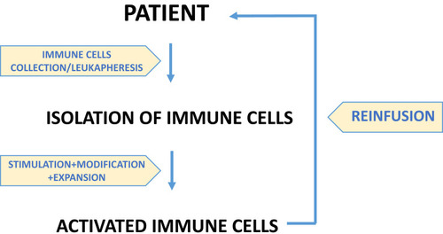 Figure 1 Autologous ACT is based on reinfusion of immune cells after stimulation, modification and expansion in vitro in order to amplify autologous response against tumors. These tumor-specific cytotoxic T cells, either isolated from the tumor or in the peripheral blood by leukapheresis, are then infused after lymphodepleting chemotherapy.