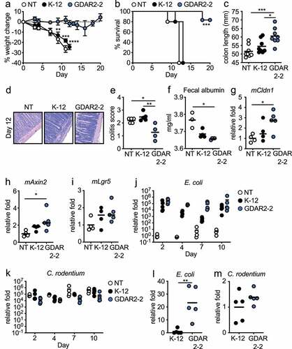 Figure 2. Mouse commensal E. coli isolate GDAR2-2 protects mice from C. rodentium infection. (a-i) Ampicillin and streptomycin (ABX)-treated B6 mice were colonized with lab strain E. coli K-12, GDAR2-2 or left uncolonized and further infected with C. rodentium. (a) weight change, (b) survival rate, (c) colon length 2 weeks after infection. (d-e) Representative H&E staining and colitis scores of colon. (f) albumin concentration in feces was measured at 4 days post infection. Expression of (g) mCldn1, (h) mAxin2 and (i) mLgr5 in colon 4 days after infection. Feces were collected at indicated time points for (j) E. coli and (k) C. rodentium quantification of bacterial load by qPCR. (l-m) 3 days after infection, colon tissues were collected and washed. Mucosa-associated (l) E. coli and (m) C. rodentium were determined by qPCR. Data are representative of at least 2 independent experiments. (a) Data are shown in mean ± SEM (a) or individual mice (c, e-m) and compared by one-way ANOVA with Bonferroni correction (a, c, e, h-k), Kruskal-Wallis with Dunn’s multiple comparison (f-g), log rank test (b), or Student’s t test (l-m). *p ≤ 0.05, **p ≤ 0.01, *** p ≤ 0.001, **** p ≤ 0.0001.