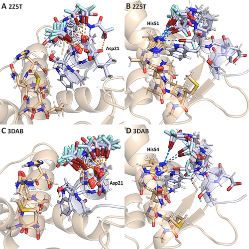 Figure 5 Final conformations after geometry optimization with Lys24Nle(εNHCOCF2Br) in modified crystal structures of PDB IDs 2Z5T and 3DAB.Citation48,Citation70 Mdm4 protein in beige. 15−29p53 peptide in light blue. (A) 2Z5T: Ten XB matches (d) targeting intramolecularly the Asp21 side chain of 15−29p53 peptide. (B) 2Z5T: Ten XB matches (k) targeting the His51 side chain of Mdm4 protein. (C) 3DAB: 25 XB matches (d) targeting intramolecularly the Asp21 side chain of 15−29p53 peptide. (D) 3DAB: Eight XB matches (k) targeting the His54 side chain of Mdm4 protein.