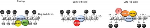 Figure 3. KDM1A mediates hepatic post-prandial epigenetic repression of autophagy. In the fasting state, the CREBBP-CRTC2 complex, together with the histone acetyltransferase EP300, activates transcription of autophagy-related genes. In the early fed-state, NR1H4/FXR directly interacts with CREBBP and leads to the dissociation of EP300 and CRTC2, resulting in a reduction of activating histone marks and gene repression. In the late fed-state, NR0B2/SHP recruits KDM1A to a subset of CREBBP-bound autophagy genes. The presence of the KDM1A-NR0B2/SHP-CREBBP complex triggers an epigenetic repression state by accumulation of repressive histone marks, involving additional unknown epigenetic modifiers, sustaining postprandial repression of autophagy. Dashed arrows indicate repression of gene expression.