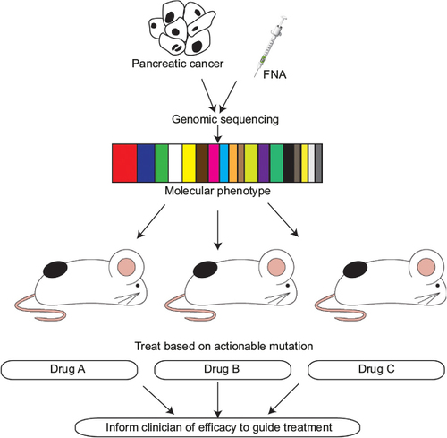 Figure 1 Schematic outlining the use of PDXs to target actionable mutations identified in an individual’s pancreatic tumor and FNA samples to provide the clinician with a more informed decision on the potential efficacy of the selected therapeutic agent.