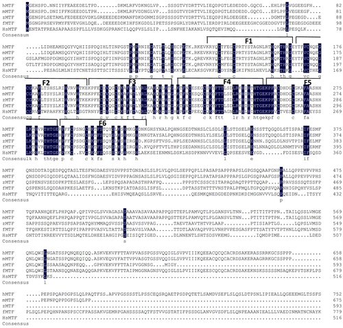 Figure 4. Alignment of the deduced amino acid sequences of HsMTF-like and MTF-1s of other species in NCBI. Their GenBank accession numbers are as follows: hMTF: Homo sapiens X78710; zMTF: Danio rerio AF458116; fMTF: Fugu rubripes AJ131393; mMTF: Mus musculus X71327. F1-F6 represent six zinc fingers regions of HsMTF-like. Zinc fingers 1 to 6 are indicated by numbered brackets above the corresponding sequences.