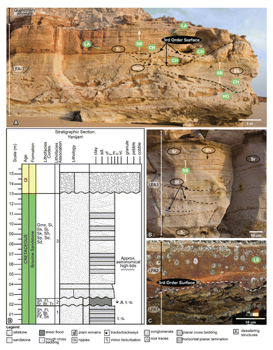 FIGURE 9. Lithofacies associations and architectural elements identified within the uppermost Broome Sandstone in the Yanijarri area of the Dampier Peninsula, Western Australia (see Fig. 1): A, uppermost exposed section of Broome Sandstone (LFA-3), capped by Quaternary alluvium; B, examples of sandy planar to ripple cross-lamination commonly observed within LFA-3; C, commonly observed 3rd-order surface between LFA-1 and LFA-2, with co-occurring dewatering structures preserved; D, lithostratigraphic illustration detailing the commonly occurring vertical profile observed in outcrop in the Yanijarri area. Symbols: white oval/black text, lithofacies association; dashed black line, bounding surface; green oval/white text, fluvial architectural element; black circle/white text, bounding surface order. See Tables 2, 3, and 4 for facies codes and architectural elements.