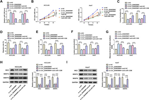 Figure 4 Circ_0046599 regulated HCC progression by sponging miR-1258. (A) The expression of miR-1258 was detected by qRT-PCR to confirm the transfection efficiency of si-circ_0046599#1 and anti-miR-1258. CCK8 assay (B) and colony formation assay (C) were performed to assess the proliferation of HCCLM3 and Huh cells. (D) The migration of HCCLM3 and Huh cells was determined by wound healing assay. (E) Transwell assay was employed to measure the invasion of HCCLM3 and Huh cells. The glycolysis process of HCCLM3 and Huh cells was detected by testing the lactate production (F) and glucose level (G) using corresponding Assay Kits. (H and I) The protein levels of HK2, MMP2 and MMP9 in HCCLM3 and Huh cells were evaluated by WB analysis. ***P < 0.001.