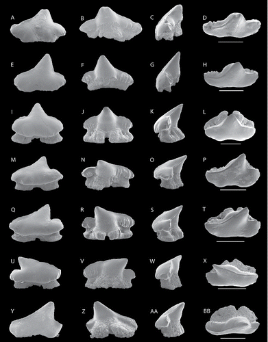 FIGURE 4. SEM images of Meridiogaleus cristatus, gen. et sp. nov., NRM-PZ P16241, A, labial; B, lingual; C, profile; D, occlusal views; NRM-PZ P16242, E, labial; F, lingual; G, profile; H, occlusal views; NRM-PZ P16243 (holotype), I, labial; J, lingual; K, profile; L, occlusal views; NRM-PZ P16244, M, labial; N, lingual; O, profile; P, occlusal views; NRM-PZ P16079, Q, labial; R, lingual; S, profile; T, occlusal views; NRM-PZ P16080, U, labial; V, lingual; W, profile; X, occlusal views; NRM-PZ P16081, Y, labial; Z, lingual; AA, profile; BB, occlusal views. All scale bars equal 1 mm.