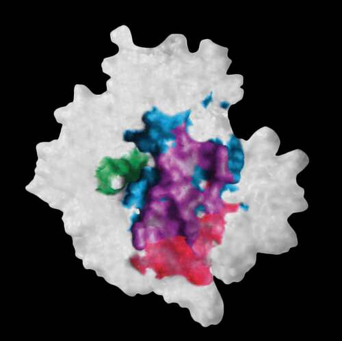 Figure 2. The molecular surface of neuraminidase showing elements of the interacting surfaces in the x-ray structures of its complex with antibody NC10 (pdb: 1NMB) and antibody NC41 (pdb: 1NCA). The epitope residues on neuraminidase common to the binding of antibodies NC10 and NC41 are shown in purple while those epitope residues only bound in NC10 are in red and for NC41 in cyan. The enzyme active site is shown in green. Reconstructed from Figure 5 in reference 58 using Adobe Illustrator