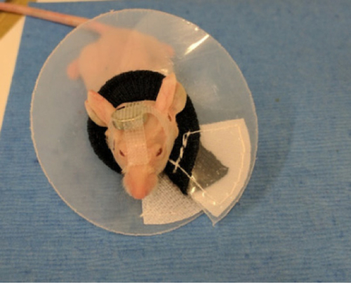 Figure S1 NMRI nude mouse with neodymium magnet and Elizabethan collar.Abbreviation: NMRI, nuclear magnetic resonance imaging.
