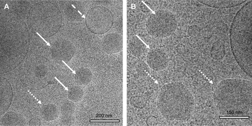 Figure 3 Cryogenic transmission electron microscopy images of the dispersed bovine serum albumin-loaded phytantriol dispersions.Notes: (A) Overview of the dispersions showing three populations of nanoparticles: cubosomes of 100–200 nm in diameter (arrow), unilamellar vesicles of 200–500 nm in diameter (dash arrow), and (A and B) hexosomes of 100–200 nm in diameter (dot arrow). (B) Cubosomes involve cubic or micellar cubosomes, the later exhibit spheres with latticed fabric (arrow). In the case of hexosomes, they present hexagon although latticed fabric are also observed (dotted arrow).