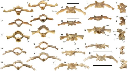 Figure 4 Vertebra 3 of Holocene and extant Leiopelma species in posterior view (A, F, K, P, U), anterior view (B, G, L, Q, V), ventral (C, H, M, R, W), dorsal (D, I, N, S, X) and lateral (E, J, O, T, Y: right side except T, which is the more complete left side) views. Leiopelma markhami NMNZ S.23120 (A–E), Leiopelma auroraensis NMNZ S.23413 (F–J), Leiopelma waitomoensis NMNZ S.23415 (K–O), Leiopelma hochstetteri NMNZ AM.201 (P–T), Leiopelma pakeka NMNZ AM.198 (U–Y). Abbreviations: ap, prezygapophysis; c, centrum; cn, carina neuralis; nc, notochordal canal; ps, processus spinosus; pz, postzygapophysis; pt, processus transversus; rib, synostosed rib to processus transversus as typifies adults in all figured taxa except L. waitomoensis where the ribs are never fused to the processus transversus; vf, vascular foramen. Scale bars 5 mm.